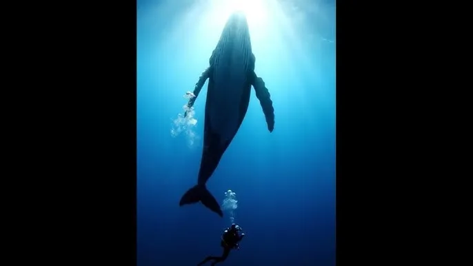 妈妈的朋友2 电影 - 深蓝星球：探索海洋深处的未知世界